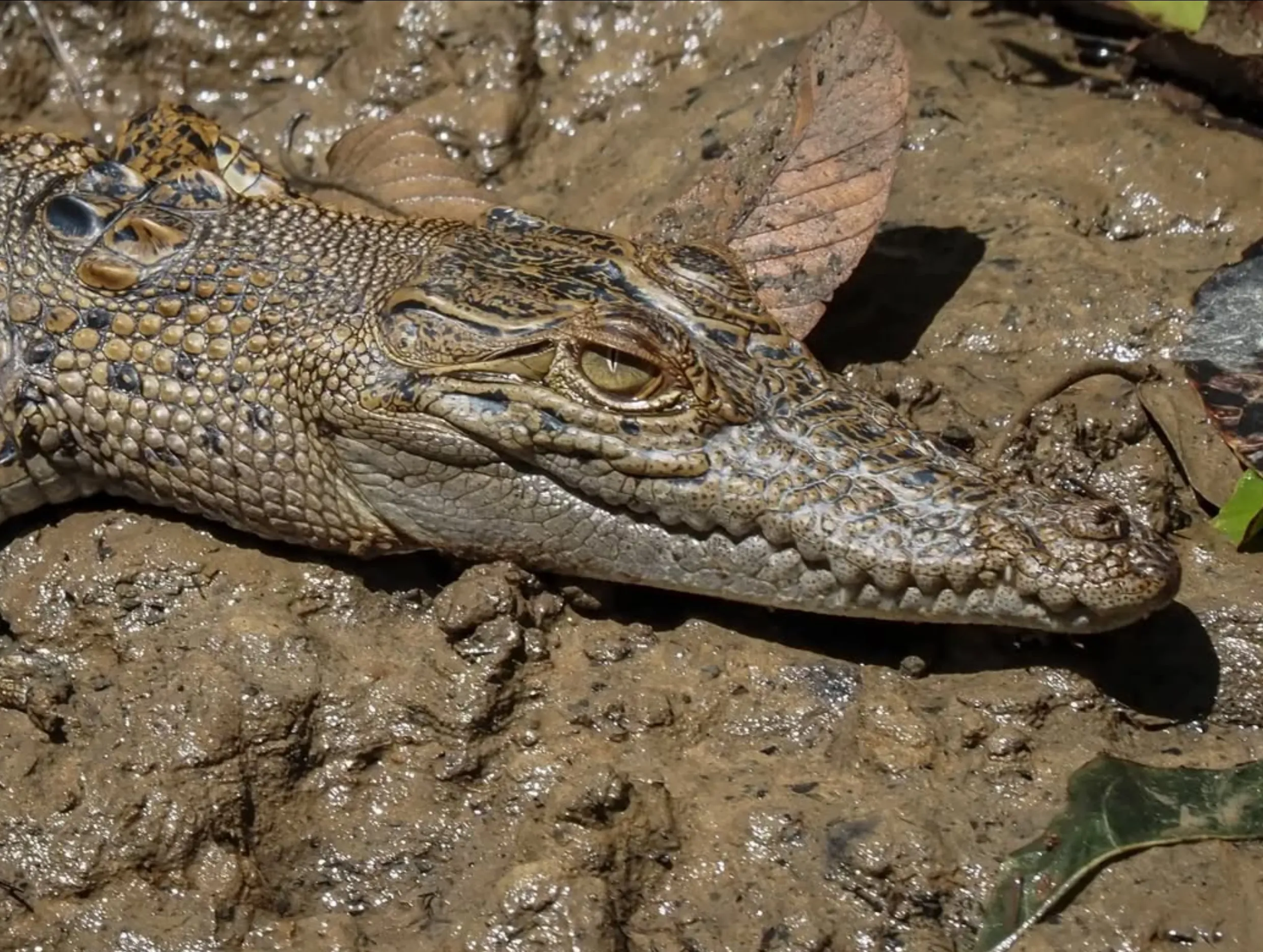 African dwarf crocodiles, Darwin