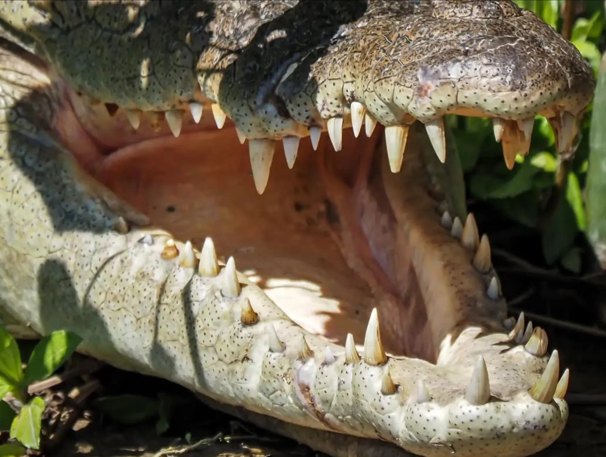 American alligators, Darwin