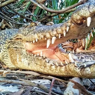 Darwin crocodiles