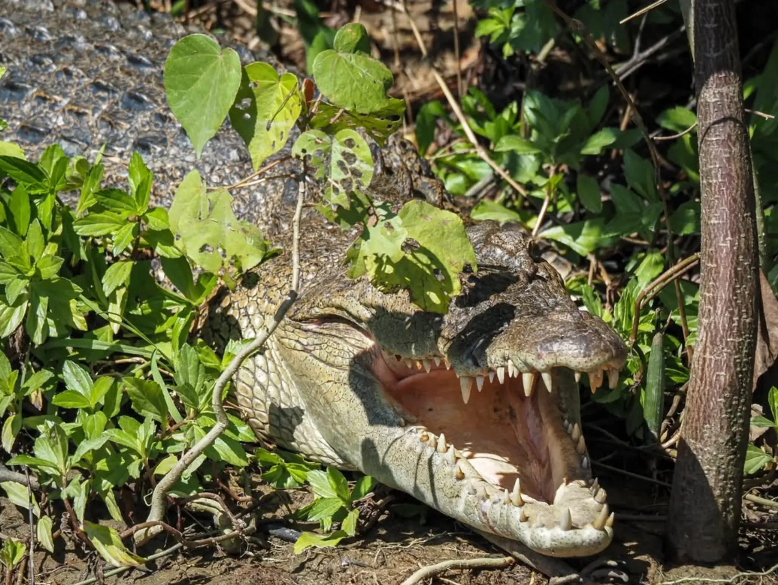 Female crocodiles, Darwin