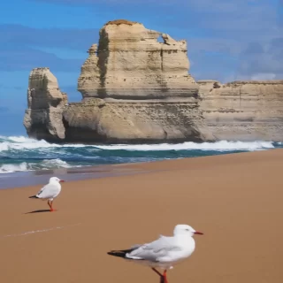Sleep in car along the Great Ocean Road